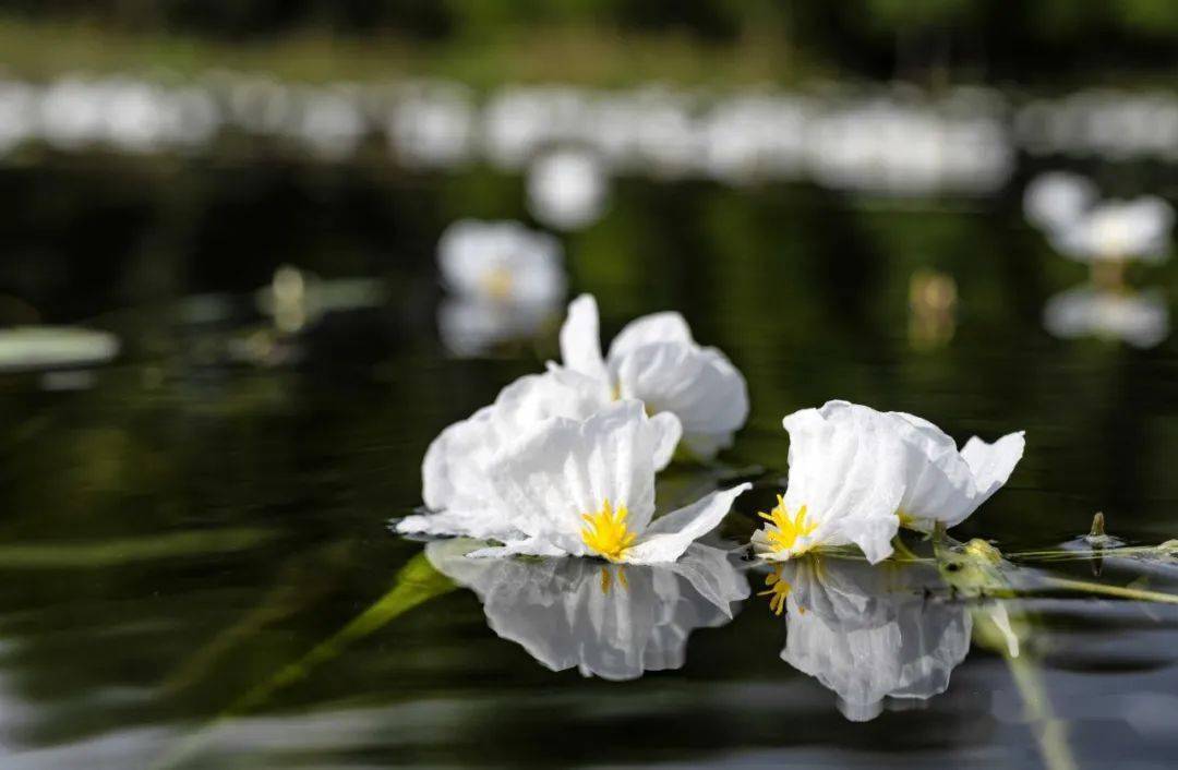 洱海生態廊道水域,海菜花開_水質