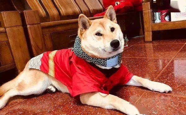 萌宠养了一只渣狗蜜月期还没过呢就开始敷衍了事