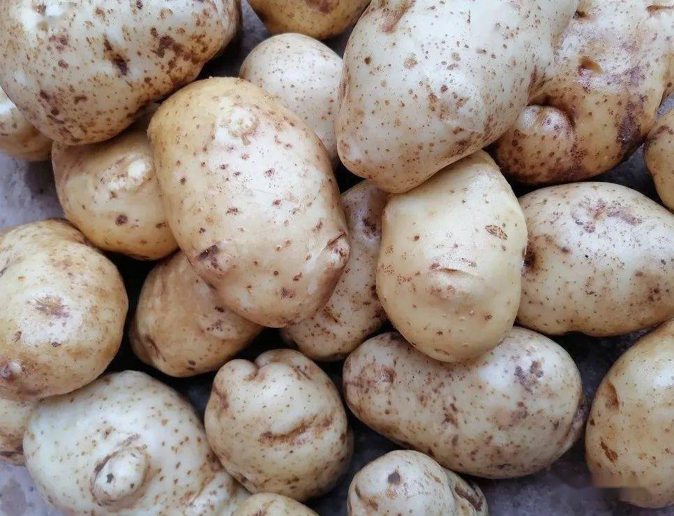 百里镇严家沟村支部引领红娘牵线有机蔬菜销售忙