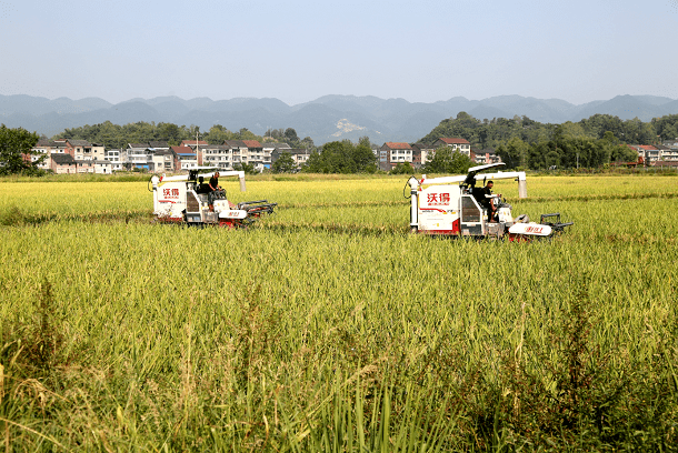 大竹县石桥铺镇稻虾鱼共作点亮乡村振兴路