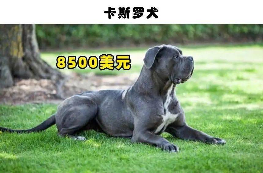 世界上最贵的狗品种图片