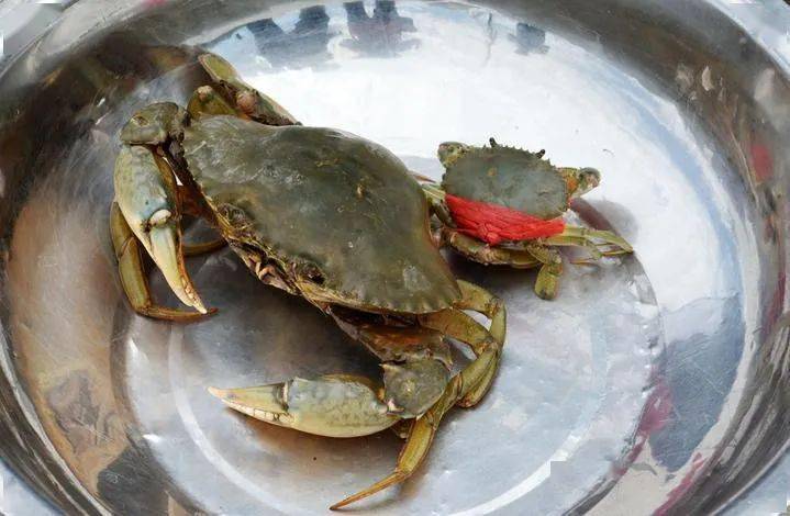 秋风起蟹脚肥在三门舞爪横行的青蟹到了最好吃的时候啦