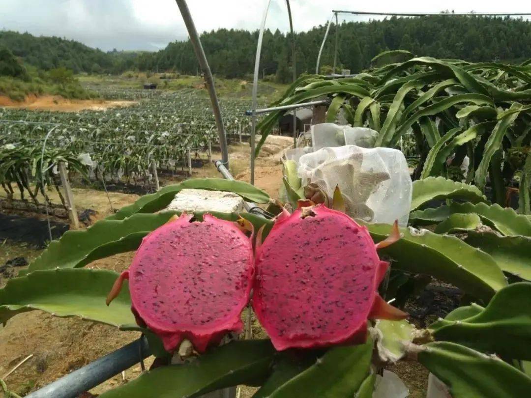 永泰这个农场的红心火龙果喜获丰收150亩果园等你来寻蜜