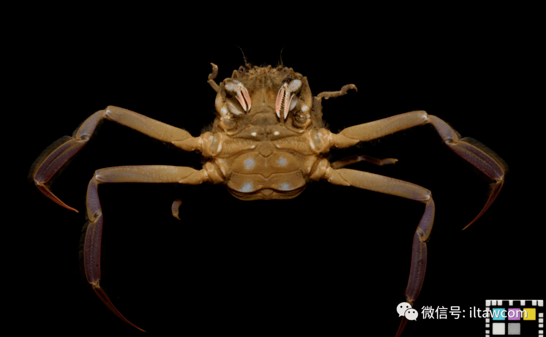 酷似发怒武士的鬼脸蟹平家蟹