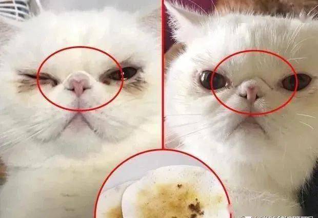 猫咪眼部感染以及有红肿现象可能是衣原体感染