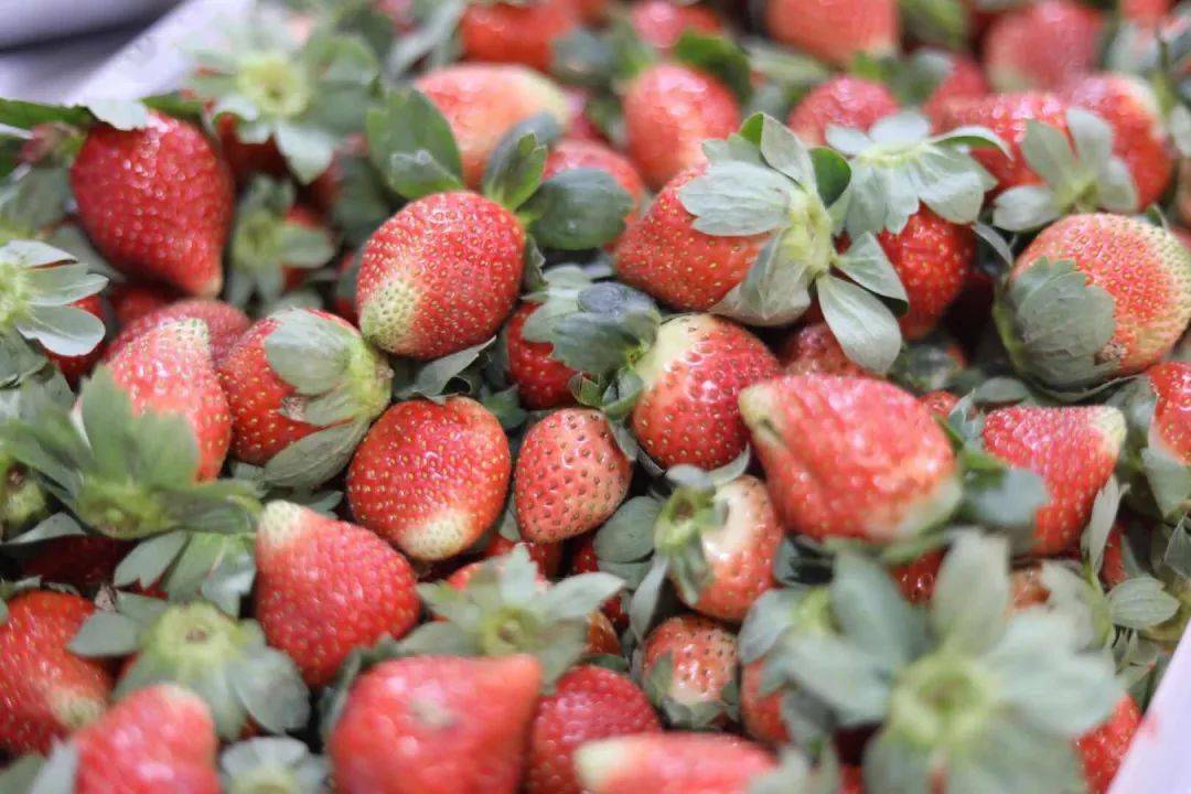 老司机的茶开学首次优惠活动芝士多肉莓桃来啦