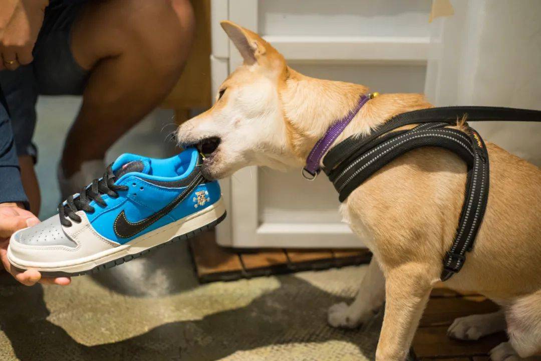 nike sb这次"脚"动狗头,日本滑板老店instant限量联名!_dunk