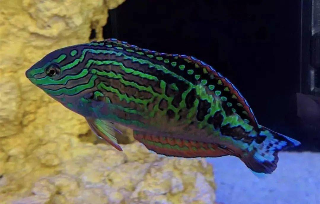 蓝星珍珠龙隆头鱼里的明星