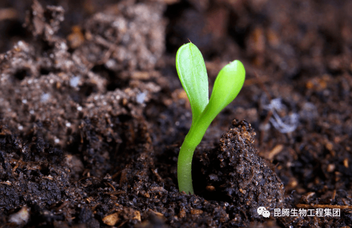 微生物是土壤重要组成部分,那么微生物都在土壤中干些啥?_植物
