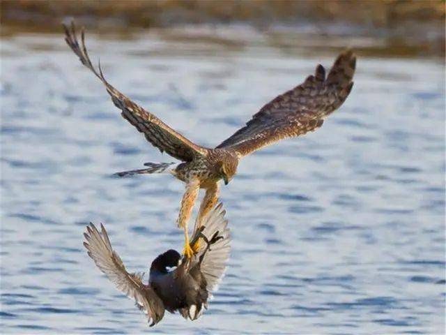 老鹰竟然也有天敌遇到后根本无处可逃网友真是鸟不可貌相