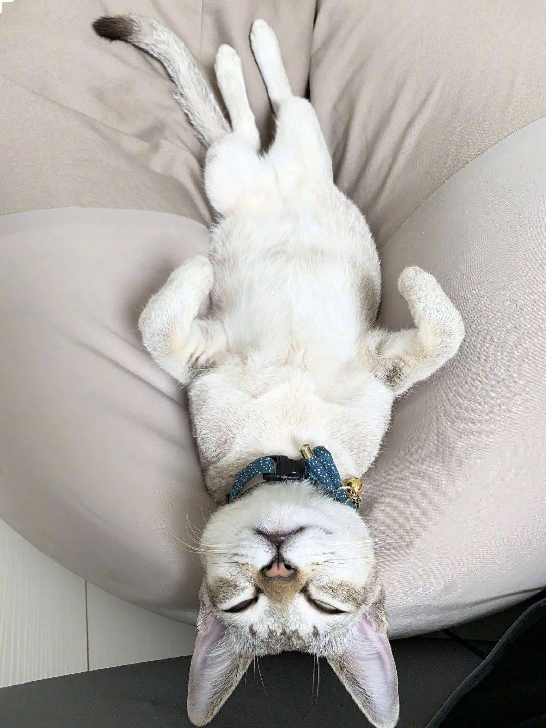 妈这只躺着的猫勾走了我的魂