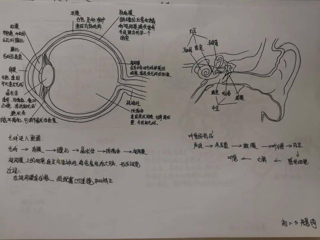 透视人体结构,揭秘生命奇妙—初二年级生物学科描绘人体结构活动