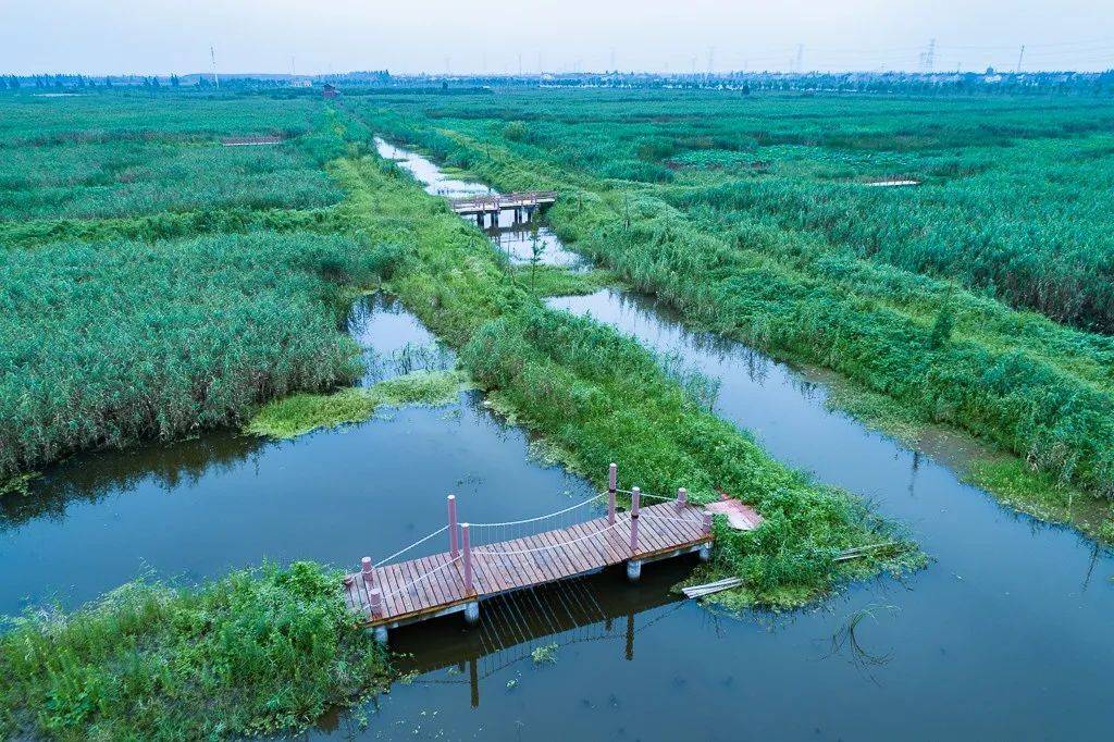 章灣蕩溼地公園長三角生態溼地的自然演繹