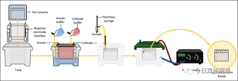 全网最专业western印迹法讲解!建议收藏!
