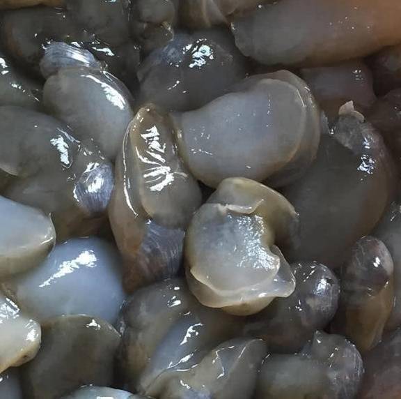 4种超丑陋的海鲜吃过1种算你厉害网友见都没见过