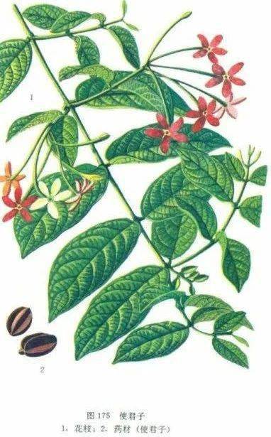 药师说药一味有效的驱虫中药使君子