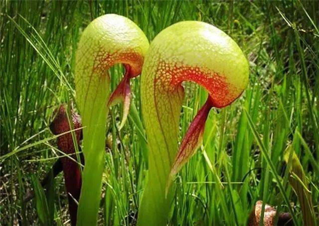 世界上形状最吓人的草长得像眼镜蛇分泌出蜜汁来捕食虫子