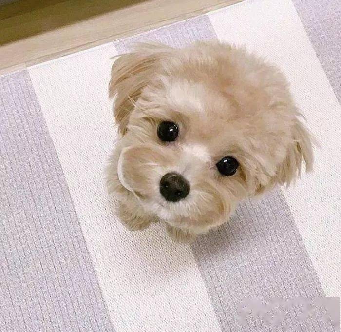 萌系小动物的微信头像