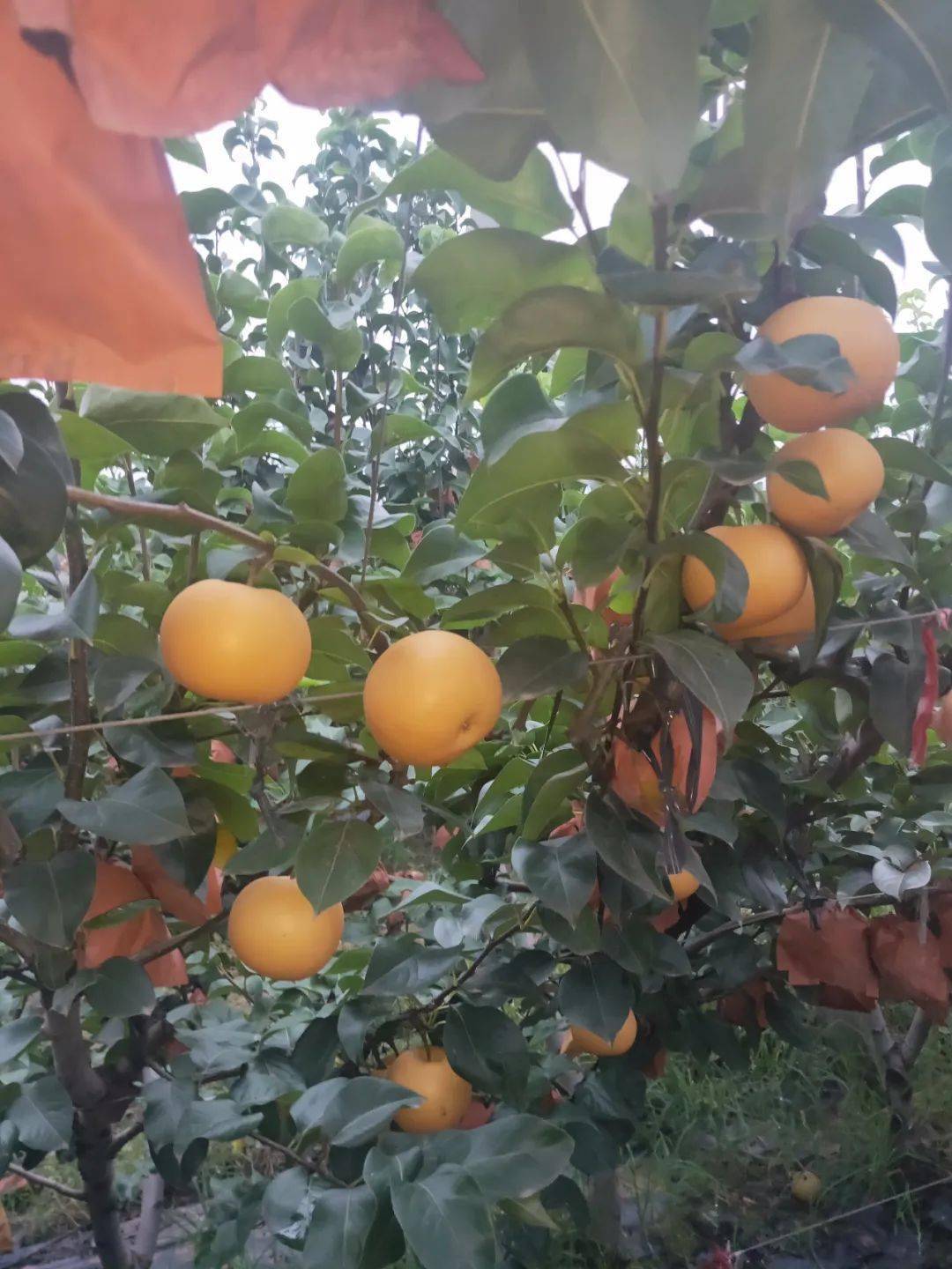 邻居购物当季山东秋月梨直送梅陇社区果形饱满皮薄肉厚入口化渣现摘现