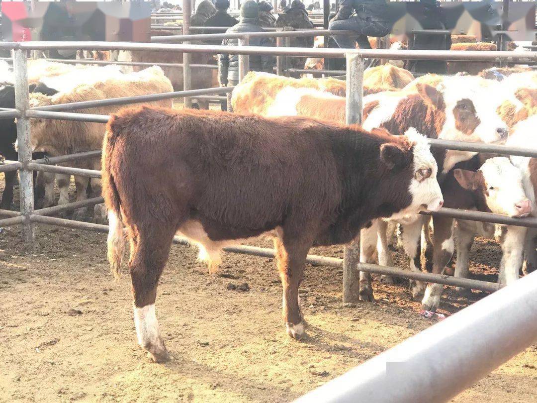 市场卖牛现成成交价格价格体重牛图片