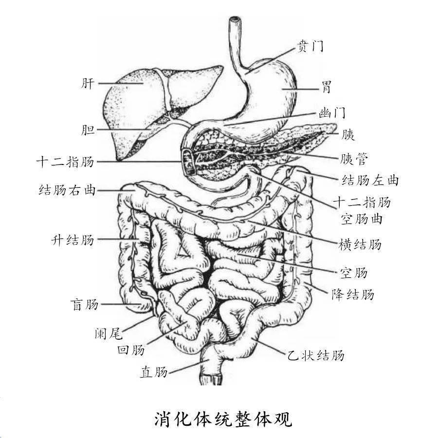 咽,食管,胃,小肠(十二指肠,空肠和回肠)和大肠(盲肠,阑尾,结肠,直肠和