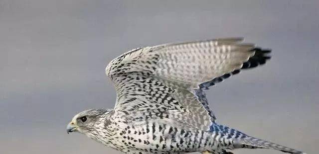 "万鹰之神"海东青,古代的罪犯捉到一只即可赎罪!