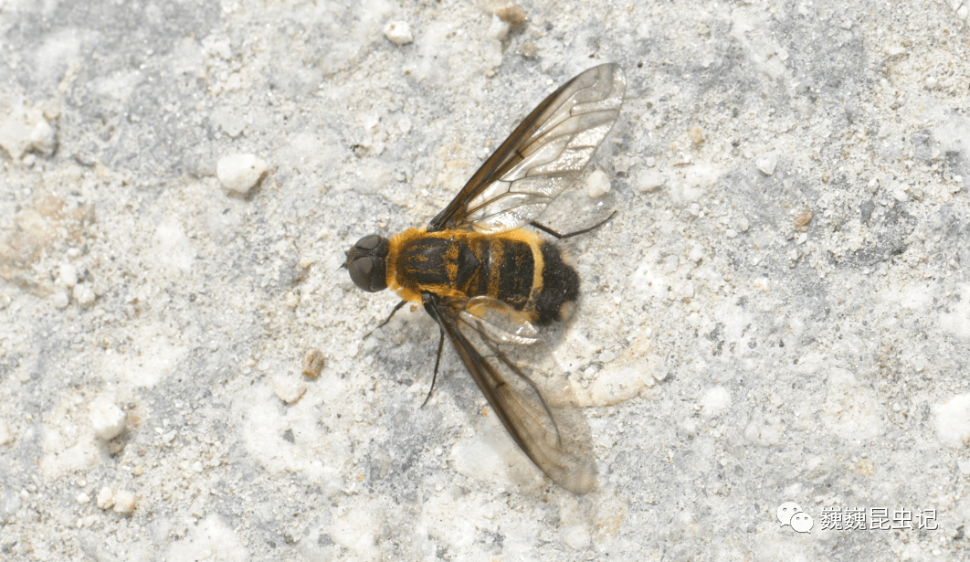 【虫谱大观】蜂虻