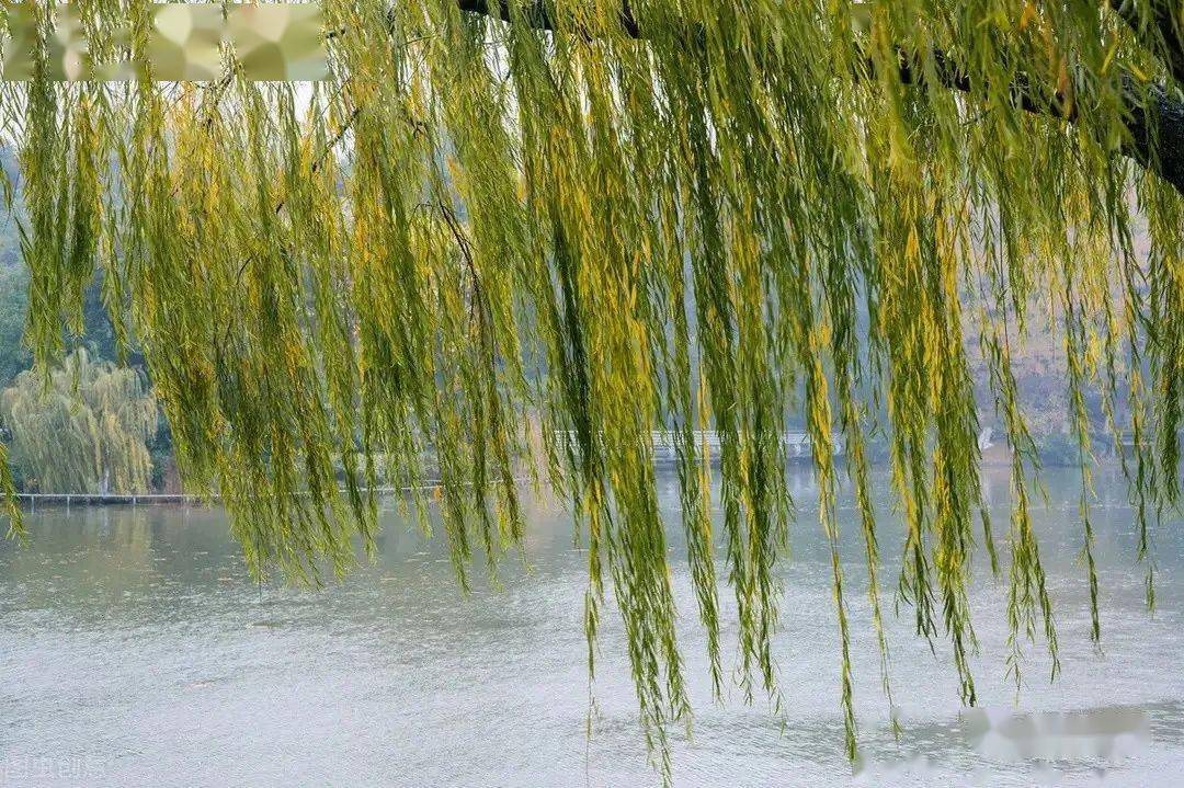 秋雨在懒懒地下着,我在懒懒的想着