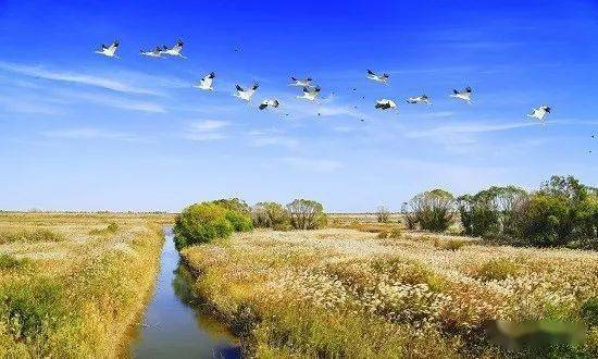 山东相册东营市利津县黄河口湿地风光之飞鸟灵动