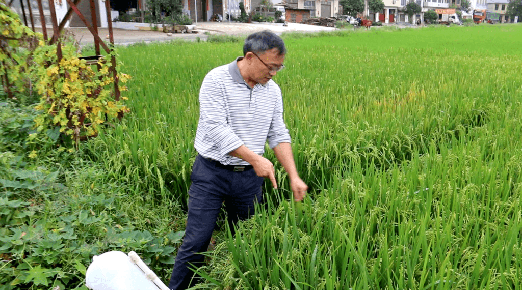 蒋新雄一行首先来到万塘乡赤塔水稻种植合作社,听取合