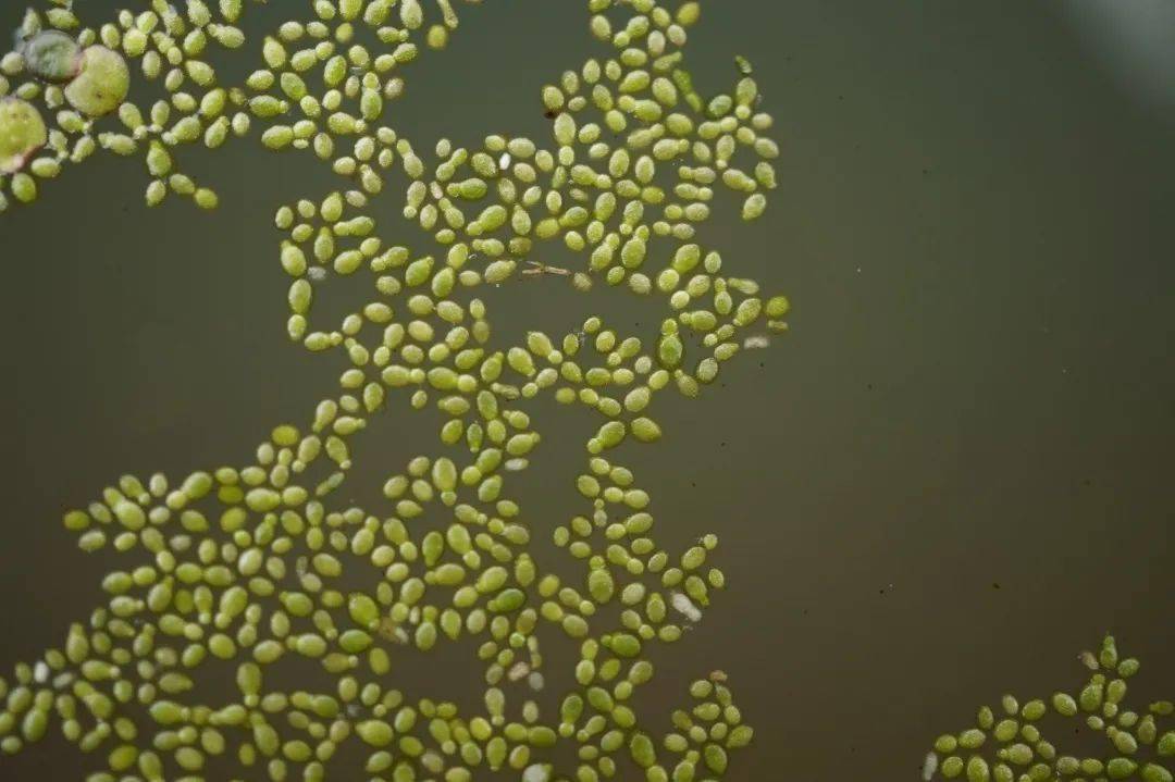 无根萍的花!世界上最小的花就是哎,这个答案小编知道!