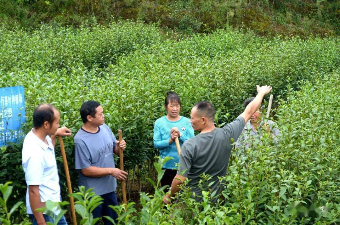 宜居乡建田村主导产业是什么?如何发展起来的?