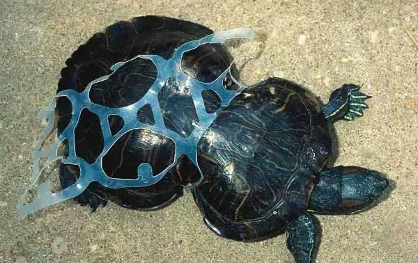 污染对动物的伤害远比我们想象中的更严重为保护我们共有的地球家园