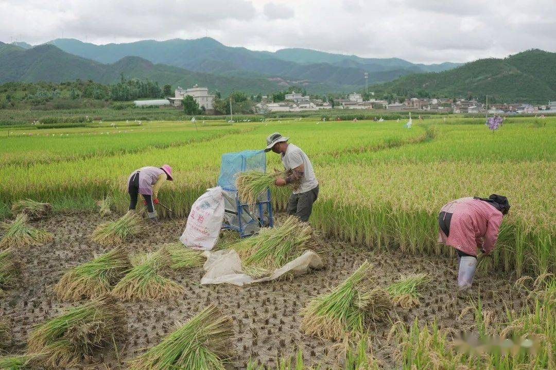 6万亩水稻,通过我们推广优良品种,旱育稀植,测土配方施肥,水稻化肥