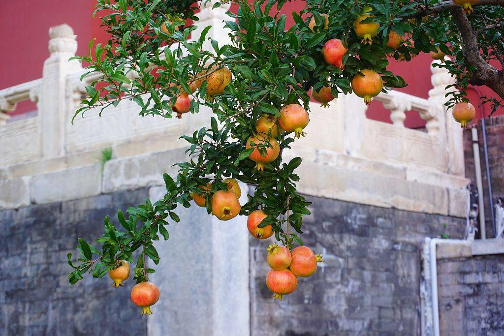 北京故宫熙和门石榴成熟红墙映衬景致迷人