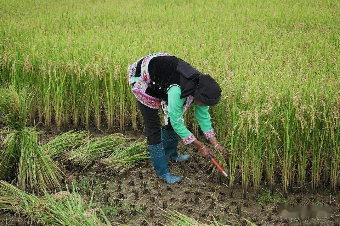 祥云丰收节里话丰收