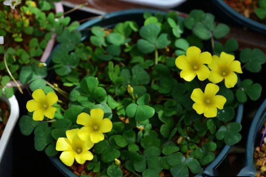 酢浆草已开200多种真的