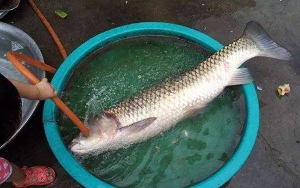 为何大鱼不好钓原来这些错误你都有难怪每次都颗粒无收