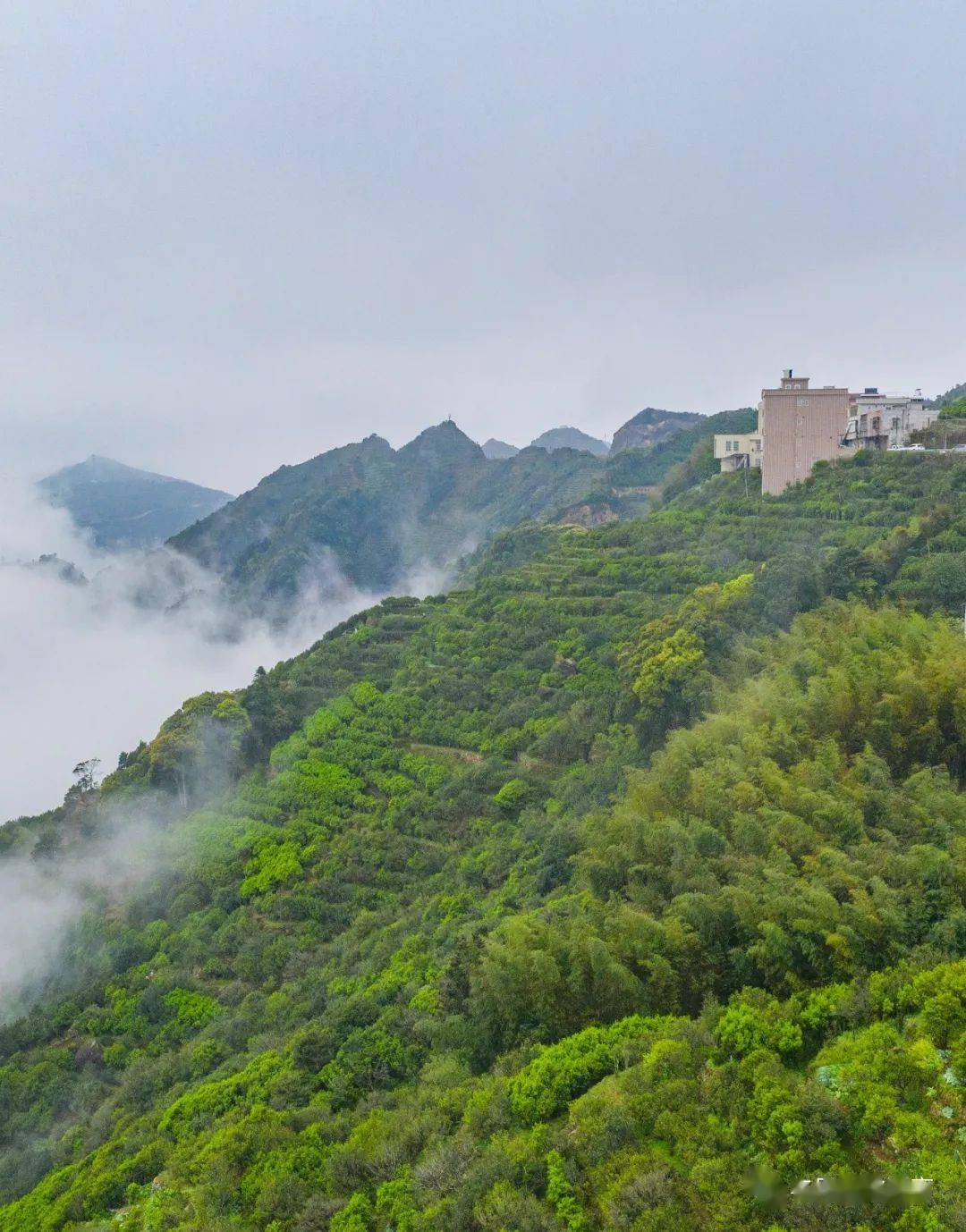 ▼中国美丽茶园凤凰古茶树茶园,位于乌岽山脉凤凰古茶树资源,被茶叶