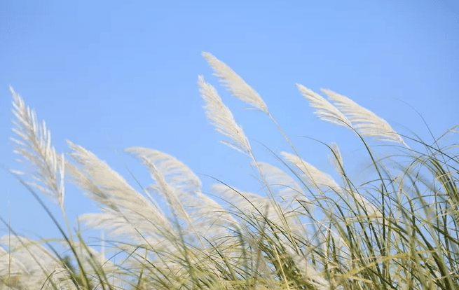 花道秋分至宜插花日气常蒸稻天香喜酿花