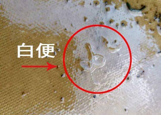 休塘南美白对虾的白便束手无策了看高手如何见招拆招