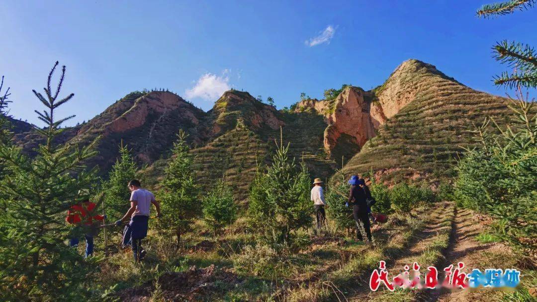 誓叫荒山变青山康乐县完成秋季造林1200亩