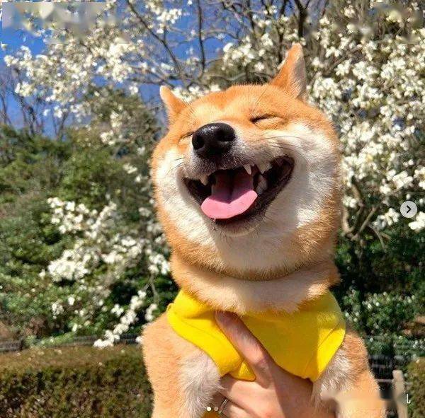 工作日治愈时间全世界最可爱的柴柴整天咧嘴傻乐陪你吃汉堡鲜芋仙海鲜