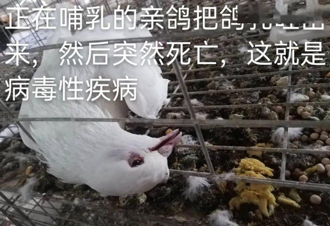 对于鸽子新城疫,我只能这样说.