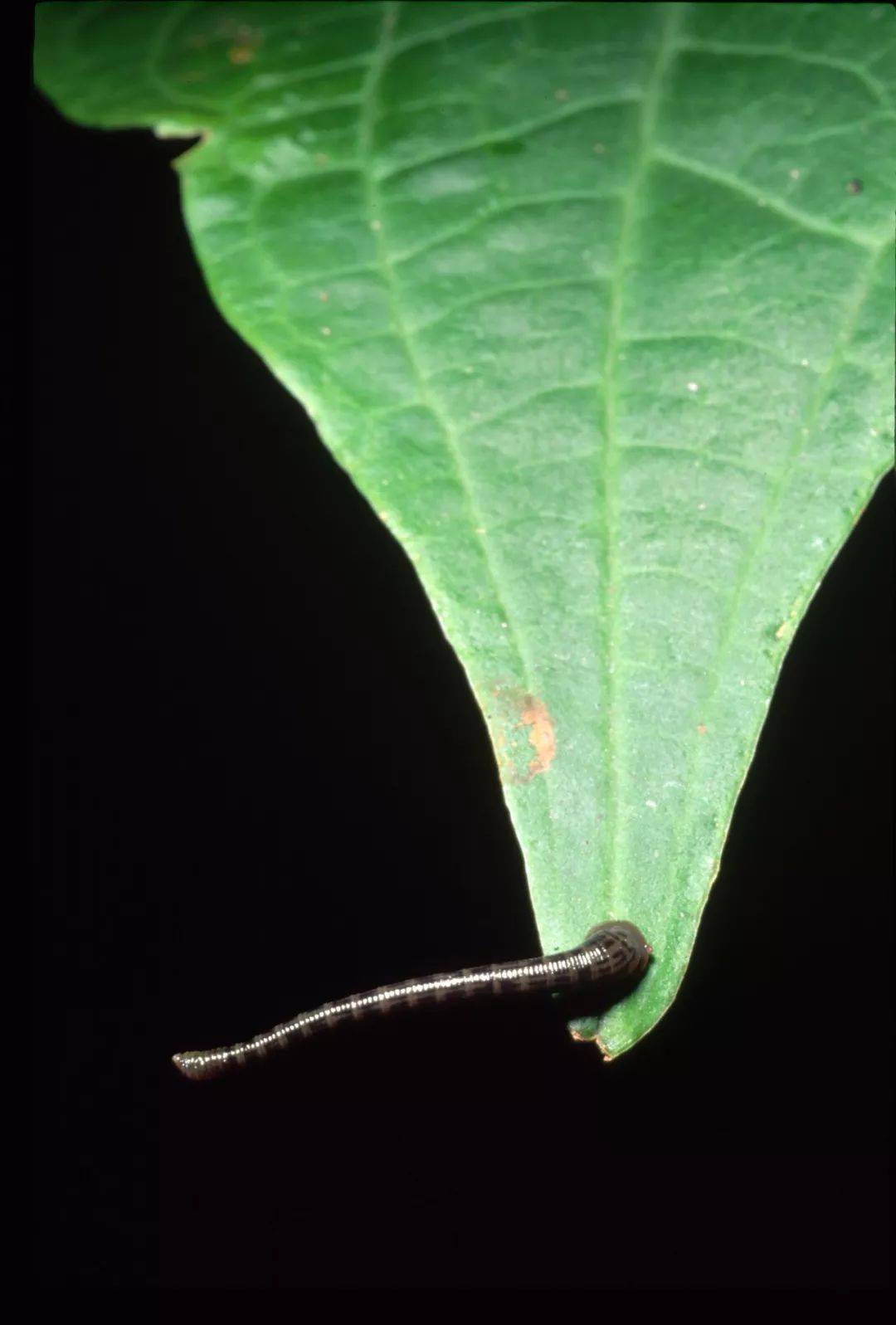 广西一女子驾车途中昏迷,全身抽搐!只因被这个东西咬了_吸血