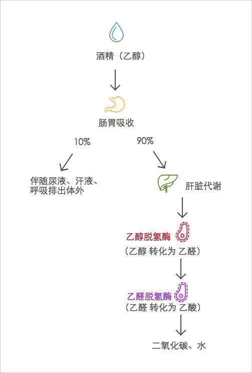 酒精代谢过程图图片