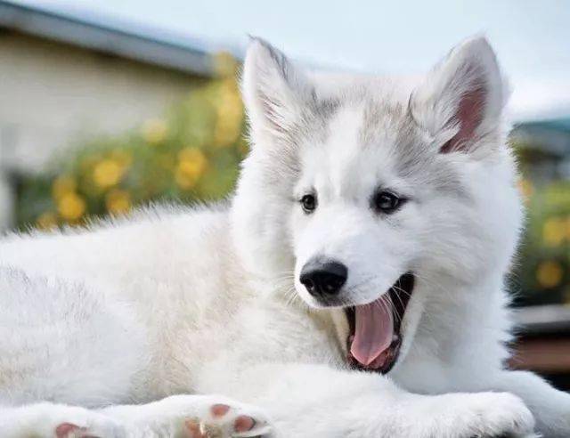 一只银白色的小哈士奇,成长的变化蛮大的