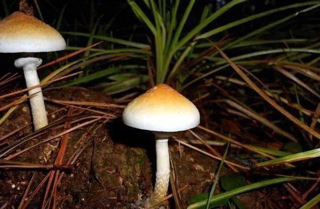 禁毒知识致幻蘑菇卖不得买不得