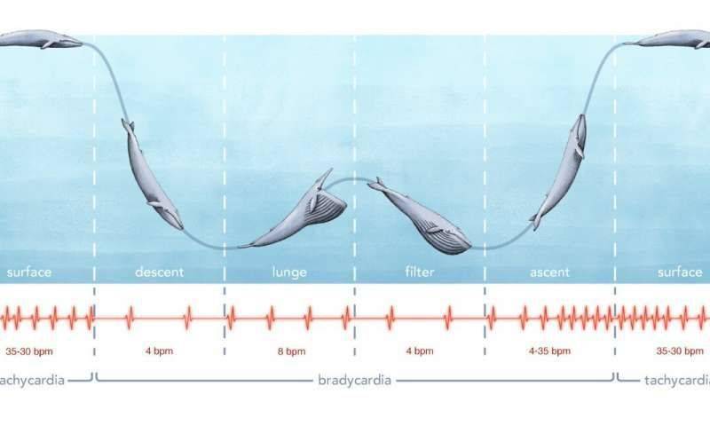蓝鲸的心率变化   physorg