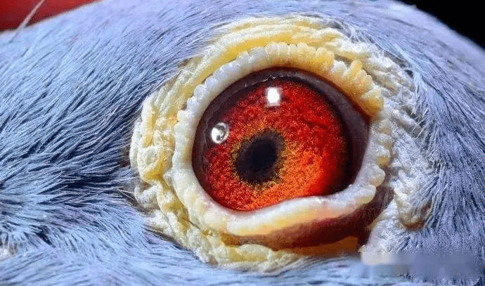 一般那种双眼湿汪汪的鸽子,甚至更严重含着泪水一样的,基本上参赛是